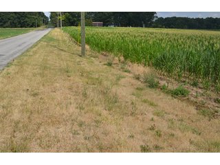 Property photo 5 - 41 +/- Acres Offered in 2 Tracts - Tillable Land & Building Site